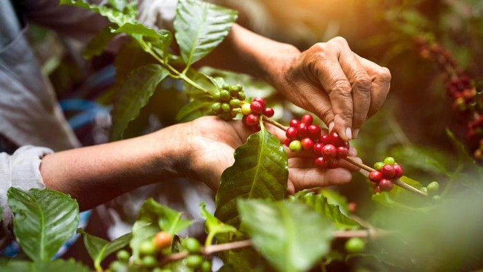 biji kopi