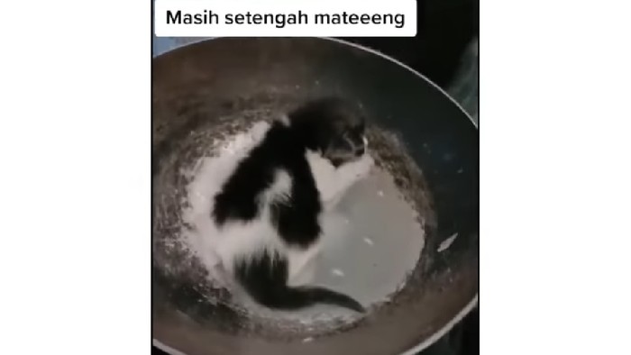 Bikin Video Candaan Masak Kucing, Netizen Ramai Menghujat