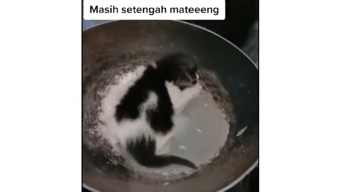 Bikin Video Candaan Masak Kucing, Netizen Ramai Menghujat Bikin Video Candaan Masak Kucing, Netizen Ramai Menghujat