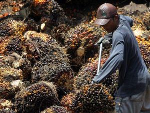Harga Sawit Hari Ini di Sumut Mendadak Terjun Bebas!