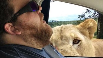 Dilirik oleh singa. Foto: doc. Bored Panda