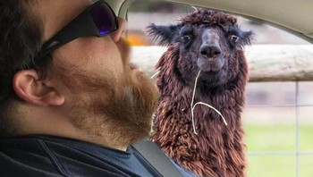 Llama kaget. Foto: doc. Bored Panda
