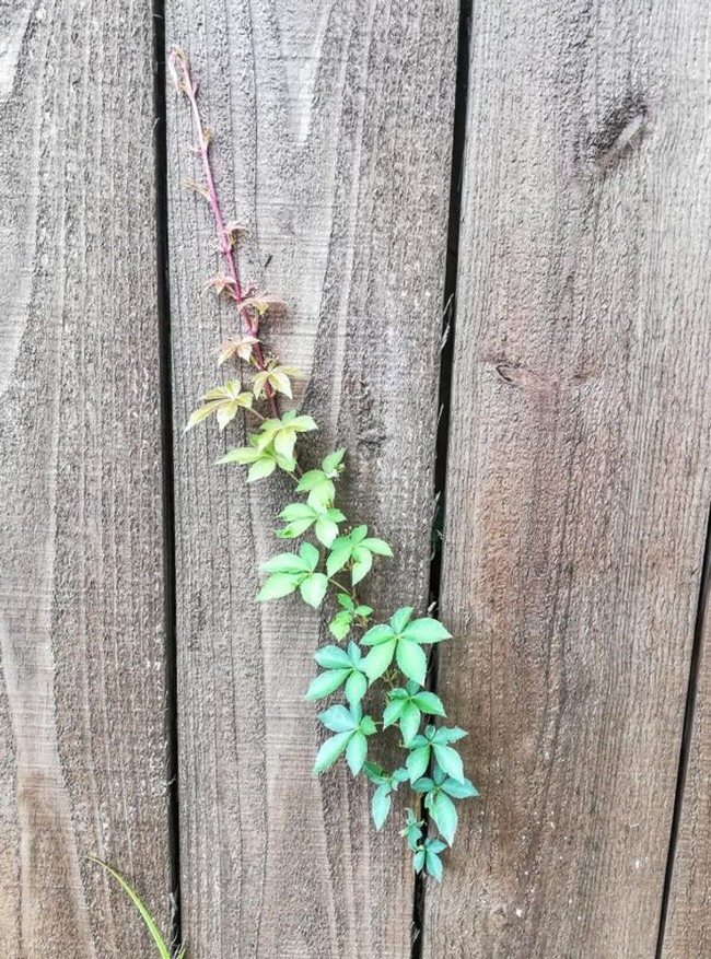 Keajaiban alam. Gradasi warna dari tanaman rambat ini seperti dilukis dengan terencana. Foto: dok. Reddit via Bored Panda