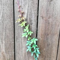 Keajaiban alam. Gradasi warna dari tanaman rambat ini seperti dilukis dengan terencana. Foto: dok. Reddit via Bored Panda