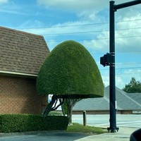 Pohon yang dipangkas dengan sangat rapi. Pasti memerlukan waktu yang tidak sebentar untuk membuatnya jadi seperti ini. Foto: dok. Reddit via Bored Panda
