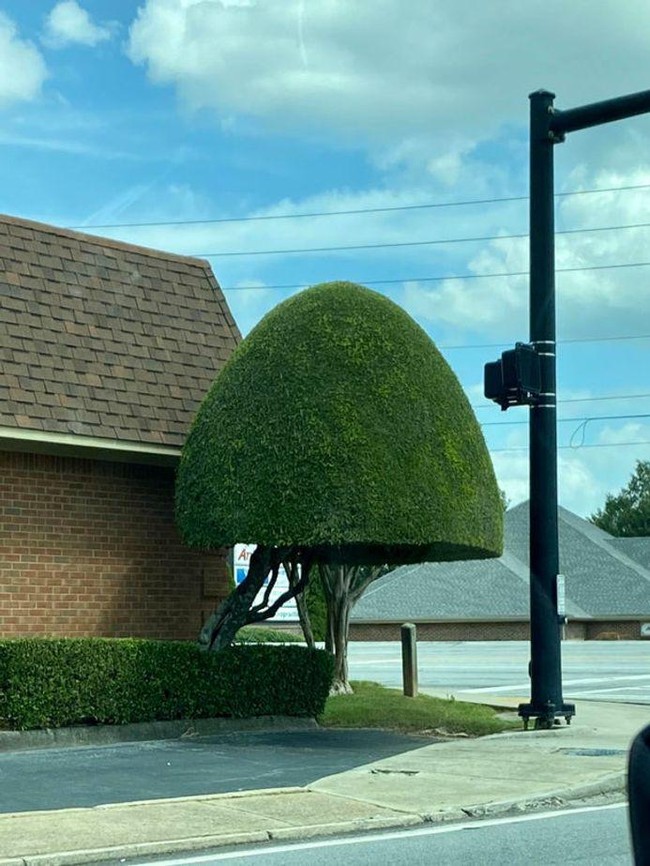 Pohon yang dipangkas dengan sangat rapi. Pasti memerlukan waktu yang tidak sebentar untuk membuatnya jadi seperti ini. Foto: dok. Reddit via Bored Panda