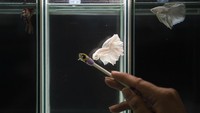 Selain warnanya yang indah dan corak-coraknya yang unik, menurut seorang penggiat baru hobi ikan cupang, Zudiar Laeis mengatakan, cupang juga lebih mudah dan murah pemeliharaannya dibanding ikan-ikan jenis lainnya.  