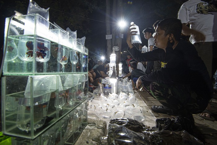Sejumlah warga mengamati ikan-ikan cupang yang dipasarkan di Lapangan Parkir Pasar Ikan Hias Jatinegara, Jakarta.