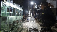Malam semakin larut, hari pun telah berganti. Namun, kerumunan orang semakin ramai dan padat. Jangankan dinginnya malam, momok kasus penularan COVID-19 yang terus meningkat di Ibukota tidak menyurutkan mereka. Tua, muda, bahkan anak-anak antusias bertransaksi atau sekadar melihat-lihat. 