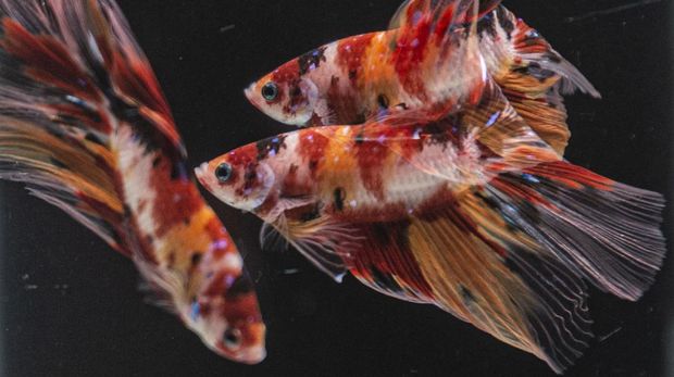 Ikan Cupang Sejumlah warga mengamati ikan-ikan cupang yang dipasarkan di Lapangan Parkir Pasar Ikan Hias Jatinegara, Jakarta.