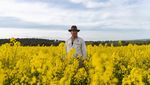 Indahnya Padang Bunga Bermekaran di Australia