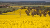 Sebelumnya wilayah New South Wales mengalami kekeringan selama musim dingin di Australia.  