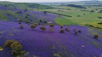 Selain bunga Canola, bunga Riverina Bluebells juga menutupi perbukitan hijau di Koorawatha, Australia.  