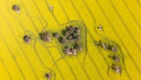 Pemandangan udara ladang Canola yang sedang mekar penuh di dekat kota kecil Harden, Australia.  