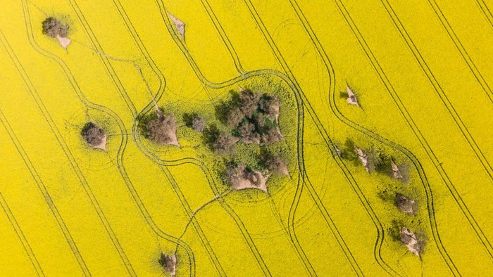 Indahnya Padang Bunga di Australia HARDEN, AUSTRALIA - SEPTEMBER 30: (EDITORS NOTE: Image is a panoramic composite.) An aerial view of vast canola fields near the small town of Harden are pictured on September 30, 2020 in Harden, Australia. Farmers in NSW are enjoying a bumper harvest following drought breaking rains during the Australian winter. Above average rainfall between March and August has helped NSW emerge out of a prolonged drought, with winter crop production expected to increase year on year by 60 per cent. (Photo by Brook Mitchell/Getty Images)