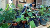 Jualan Online Tanaman Hias - Kudus