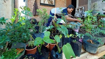 Teknologi digital bukan cuma membantu hobi berkebun di saat pandemi Corona. Pedagang tanaman hias juga untung dari jualan online. (Dian Utoro Aji/detikcom)