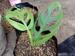 Aneka Peluang Usaha Berkebun Dibantu Teknologi Digital