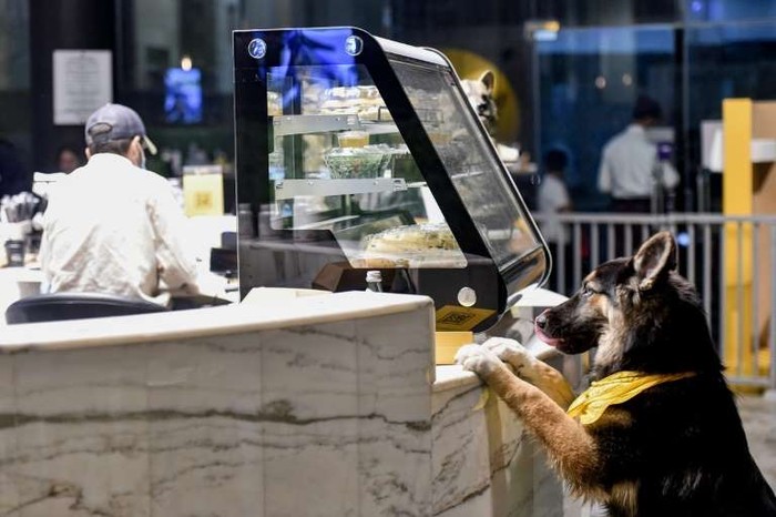 Ini Kafe Anjing Pertama di Arab Saudi yang Baru Saja Buka