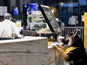 Ini Kafe Anjing Pertama di Arab Saudi yang Baru Saja Buka