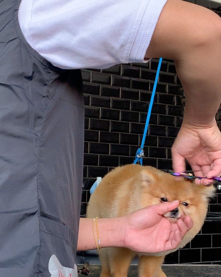 Ini Kafe Anjing Pertama di Arab Saudi yang Baru Saja Buka