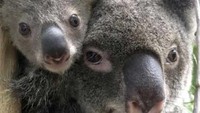 Tak ketinggalan, jumlah koala di kebun binatang ini pun bertambah. (AFP)