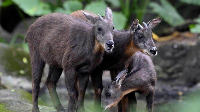 Kelahiran hewan meningkat di Kebun Binatang Taipei