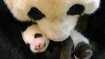 Foto: Bayi-Bayi Hewan Menggemaskan di Kebun Binatang Taipei