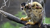 Ada juga penguin marmoset dan monyet tupai.(AFP)