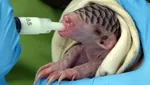 Foto: Bayi-Bayi Hewan Menggemaskan di Kebun Binatang Taipei
