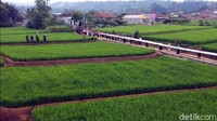 Terkait kelanjutan nantinya, Agus mengatakan saat ini Desa Parungseah sudah memenuhi sejumlah unsut terkait lokasi wisata seperti atraksi, aksesibilitas dan fasilitas.  