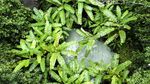 Istimewa Banget! Kolam Air Hangat di Tengah Hutan