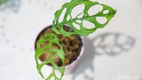 Monstera obliqua bahkan per lembar daunnya bisa dijual dengan harga Rp 25-30 juta.