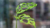 Saat ini para penggemar tanaman hias tengah menggandrungi janda bolong variegata dan monstera obliqua.