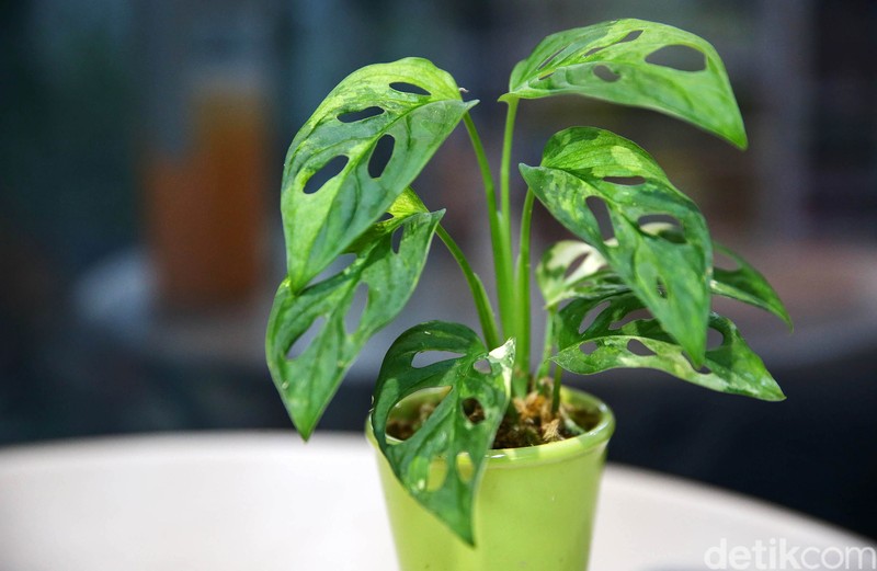 Tanaman hias janda bolong variegata menghebohkan Tanah Air. Tanaman hias itu harganya tembus hingga puluhan juta rupiah.