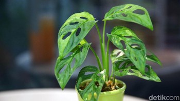Monstera atau janda bolong sesungguhnya adalah genus tanaman yang terdiri dari 45 spesies. Sesuai namanya, tanaman ini identik dengan daun berukuran besar yang memiliki lubang-lubang alami. Harga monstera di pasaran tergantung pada spesies dan ukurannya, mulai dari Rp 25.000 untuk bibitnya hingga jutaan untuk tanaman yang sudah tinggi dan besar (Foto: Grandyos Zafna/detikcom)