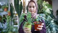 Influencer tanaman @nyonyadestira menunjukkan tanaman hias philodendrum jenis monstera variegata atau janda bolong variegata di kediamannya kawasan Serpong, Tangerang, Banten.