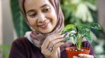 Mengenal Janda Bolong yang Harganya Fantastis