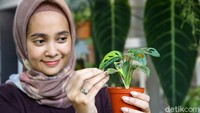Helai daun yang berlubang-lubang serta terdiri dari perpaduan warna hijau, putih hingga kuning menjadi daya tarik membuat janda bolong variegata semakin diminati.