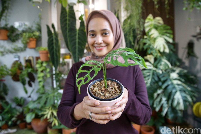 Mengenal Janda Bolong yang Harganya Fantastis Tanaman hias janda bolong variegata menghebohkan Tanah Air. Tanaman hias itu harganya tembus hingga puluhan juta rupiah.