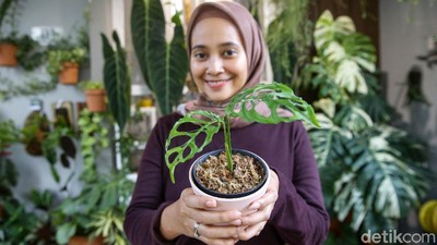 Mengenal Janda Bolong yang Harganya Fantastis