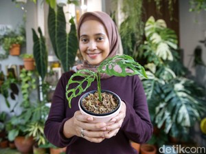 4 Cara Merawat Janda Bolong Bagi Pemula Yang Hobi Tanaman Hias