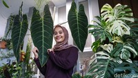 Influencer tanaman @nyonyadestira berpose dengan salah satu koleksi tanamannya jenis philodendron melanocrysum di kediamannya kawasan Serpong, Tangerang, Banten, Kamis (1/10/2020). 
