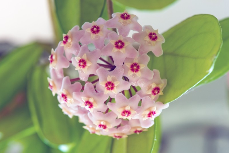 Tanaman hias cantik yang populer saat ini