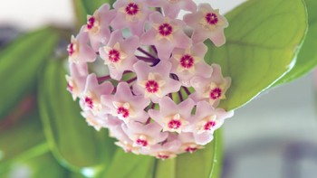 Hoya adalah genus yang memiliki 200-300 spesies tanaman. Tanaman ini dikenal dengan bunganya yang berbentuk bintang yang di atasnya terdapat bunga kecil lagi. Warna bunganya beragam, mulai dari merah muda hingga putih. Tanaman bunga cantik ini dijual dengan harga mulai dari Rp 25.000. (Foto: iStock)