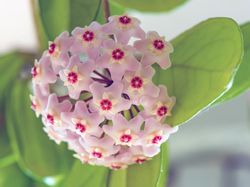 Potret Aneka Tanaman Hias Cantik yang Populer Saat Ini