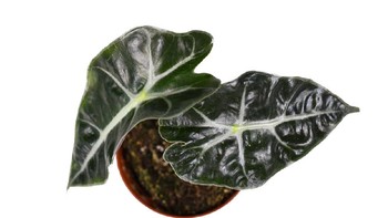 Alocasia adalah genus tanaman berdaun lebar yang memiliki 79 spesies. Spesies yang paling dikenal adalah hibrida alocasia amazonica. Karakteristik utamanya adalah daun berbentuk panah dengan urat berwarna putih atau perak di atasnya, dan ungu di bawahnya. Bibit tanaman ini bisa dibeli dengan harga mulai Rp 50 ribuan. (Foto: iStock)