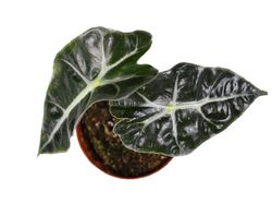 Potret Aneka Tanaman Hias Cantik yang Populer Saat Ini