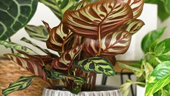 Calathea adalah genus tanaman yang memiliki belasan spesies. Tanaman hias ini dikenal dengan daun warna-warninya, ada yang merah, ungu dan hijau. Uniknya tanaman ini akan menggulung daunnya di malam hari, dan akan membuka kembali daunnya di pagi hari. Harga tanaman ini bergantung pada spesiesnya, mulai dari Rp 75.000 hingga ratusan ribu rupiah. Foto: iStock