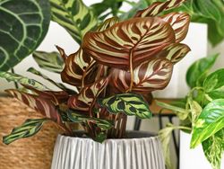 Potret Aneka Tanaman Hias Cantik yang Populer Saat Ini